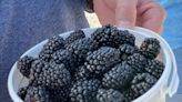 You-pick blackberries so abundant, Elderslie Farm accepting walk-ins the rest of the week