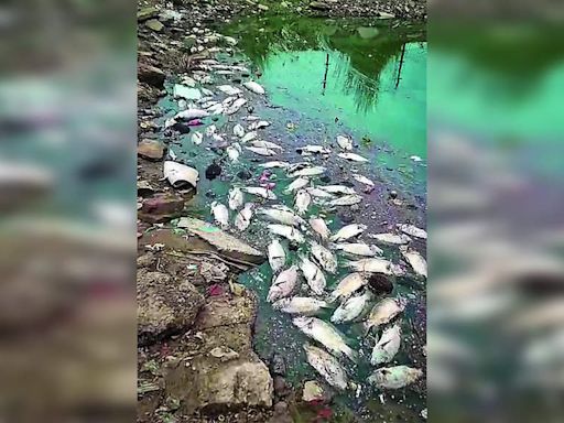 Dead Fish Found on Pond Banks in Basai Village, Villagers Blame Sewage Overflow | Gurgaon News - Times of India