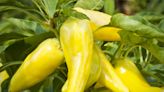 How to Know When Your Banana Peppers Are Ready to Pick (Plus How to Do It)