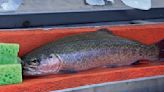 How tiny tags help Mokelumne fishes: Scientists use acoustic tech to track salmon and steelhead