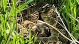 Rattlesnakes are a problem for this sunny stretch of Calif. coastline