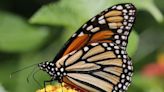 Botanica’s Butterfly House turns 25 with celebration, release