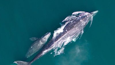 NOAA researchers announce 33% increase in gray whale numbers, end investigation into die-off