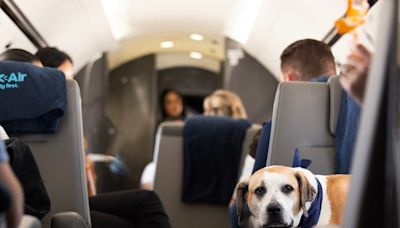 When pups fly: BARK Air, the world's first airline for dogs, take first flight