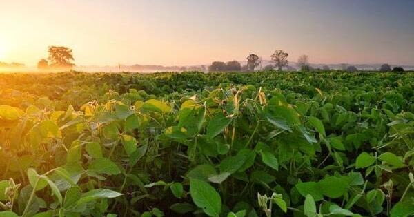 OVER THE COLES: Sulfur is key to soybean success
