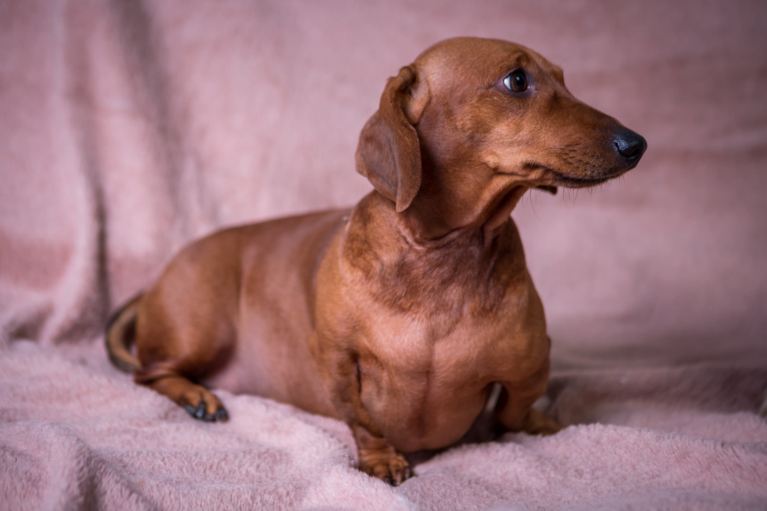 Internet hard relates to Dachshund who sings along to country music