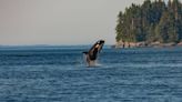 Orca's 'Conversation' with Woman on Boat Has TikTok Having a Field Day