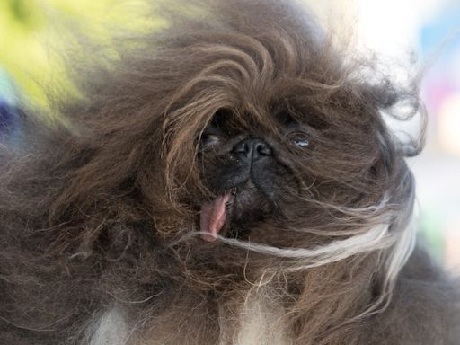 World's ugliest dog? Meet Wild Thang, the 8-year-old Pekingese who took the 2024 crown