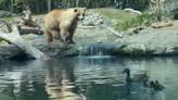 Bear eats family of ducks as children and parents watch in horror: See the video