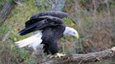 New Jersey plans to drop the bald eagle from its endangered species list