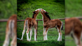 Budweiser welcomes 15 healthy Clydesdales foals to the herd