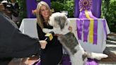 Westminster Dog Show 2024: Dates, Judges, How to Watch & Buy Tickets