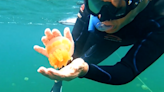 Jellyfish Lake in Palau draws tourists who want to swim with jellyfish