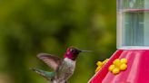 The Best Time To Put Out Your Hummingbird Feeders, According To Experts