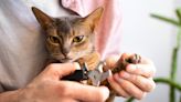 Does your cat hate having their nails trimmed? Try this behaviorist’s three tips for a stress-free clipping session