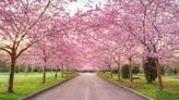 Here's How You Can See Those Iconic Pink Cherry Blossoms