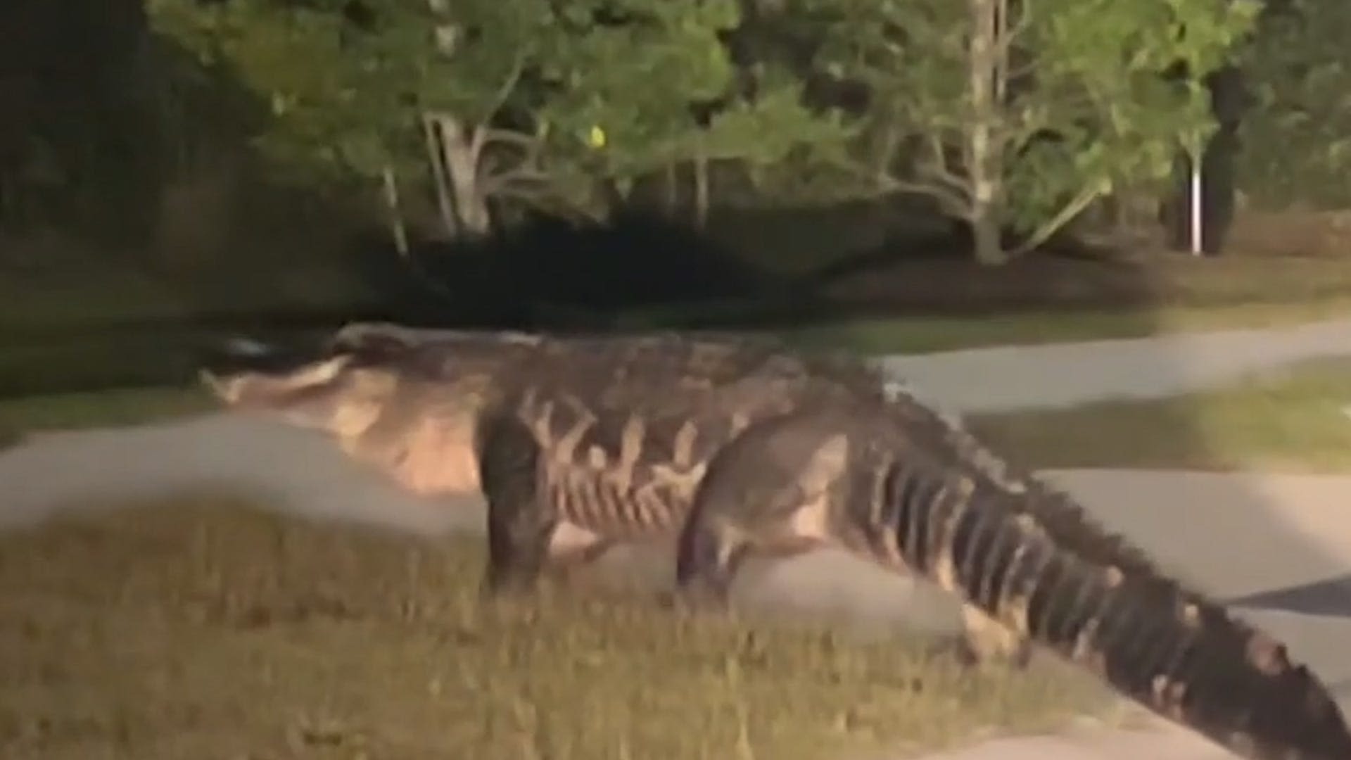 'King of the neighborhood:' Watch as massive alligator crosses road in North Carolina town