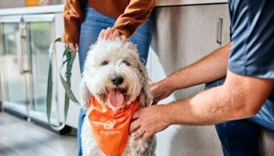 Treat your pup to a 5-star summer getaway at Dogtopia Edmonton | Curated