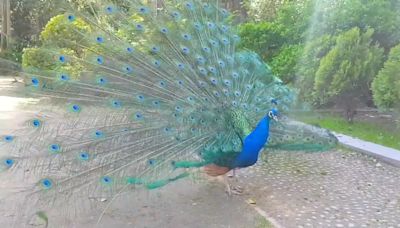 ¿Por qué encierran a los pavos reales de Patrimonio Nacional en guarderías-jaula durante el celo?