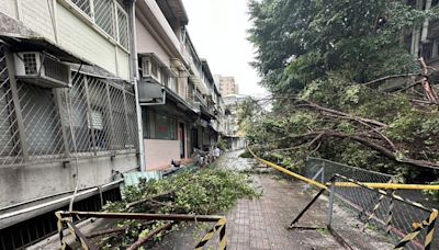 北科大校園樹木傾倒 女學生險遭壓傷幸無大礙 (圖)