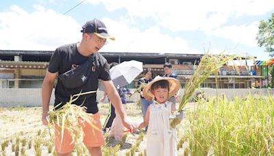 休耕田變教室 雙溪秋收稻穗慶豐年