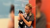 38 cats find love after harrowing ordeal at Pueblo hotel