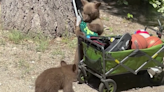 Video: 2 curious black bear cubs help themselves to pickleball paddles outside of Tahoe City cabin