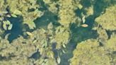 Harmful algal bloom identified in Hillsdale County