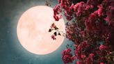 Se viene la “Luna de las Flores”: qué es este fenómeno y cuándo ocurrirá | Sociedad