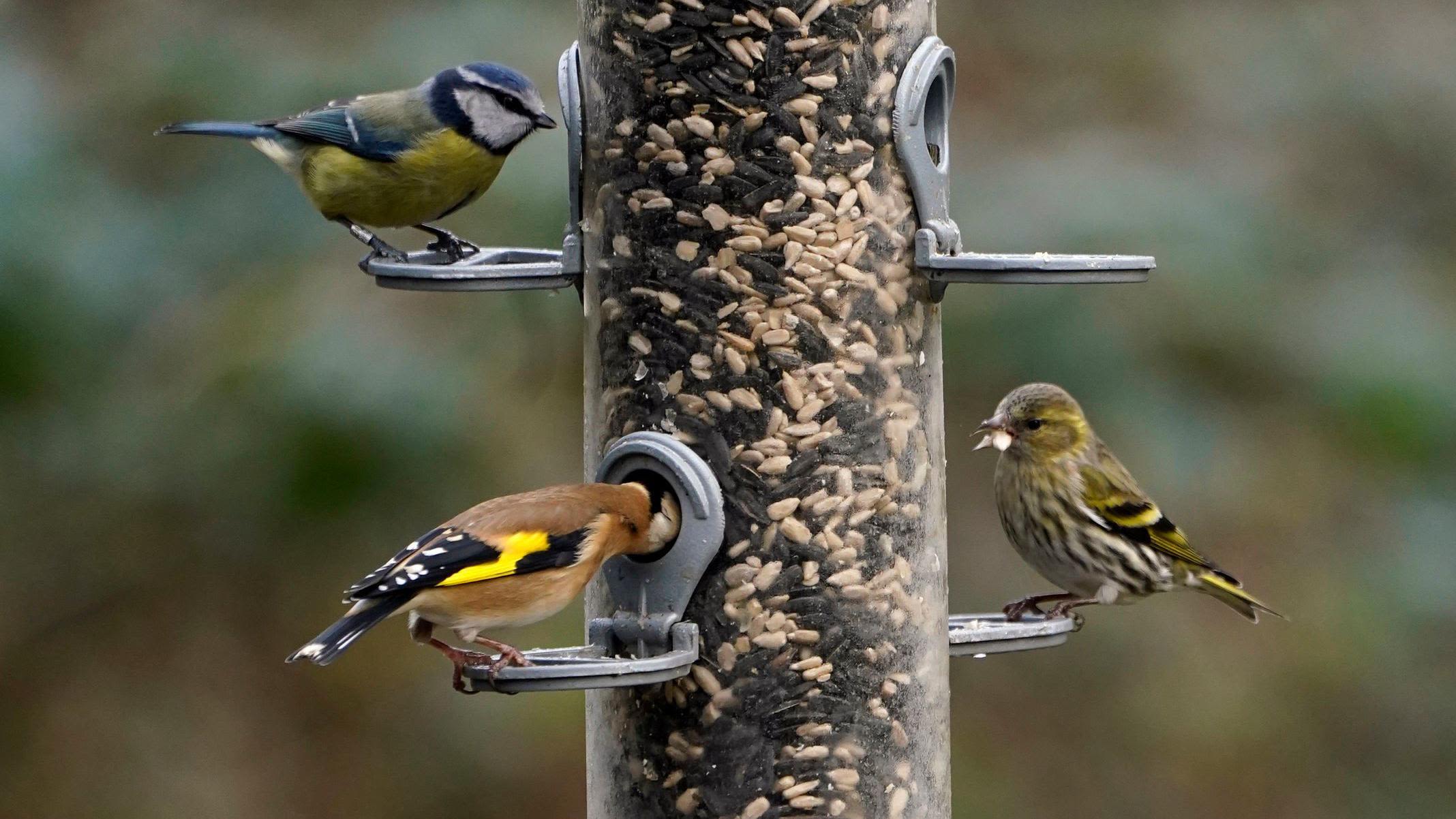 Man arrested after wild birds found in house