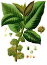 Moraceae