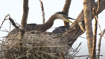 Why are blue herons killing each other in the Detroit River?