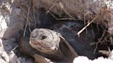 Federal wildlife reject increase to gopher tortoise protections