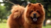 Ataque de un perro Chow Chow en Córdoba: le dieron 40 puntos de sutura a una mujer