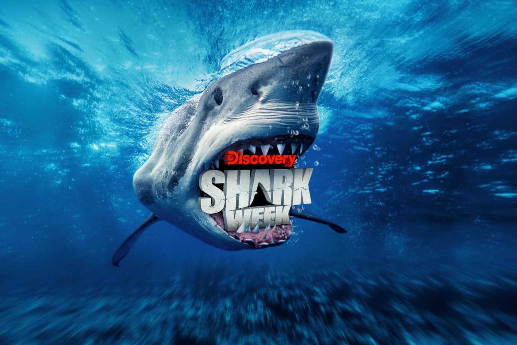 Shark Week Livestream: How to Watch the 36th Annual Shark Week Without Cable