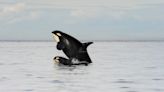 Las mamás orcas pagan un precio alto por alimentar a sus hijos adultos