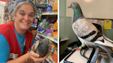 Homing pigeon found 4,000 miles away after getting lost