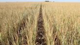 “En algunos cultivos, como el caso del trigo, es necesario bajar las retenciones para el campo”