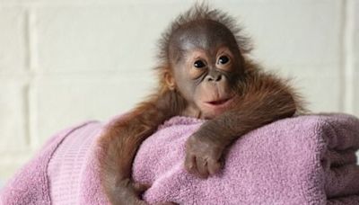 New mothers breastfeed in front of endangered orangutan to try to show her how to care for baby