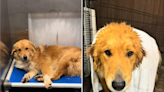 Shelter finds skin-crawling source of stray dog's discomfort: "Eaten alive"