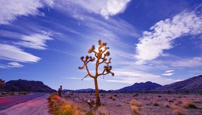 Going to Joshua Tree to watch the Perseids meteor shower? Get ready to see a crowd