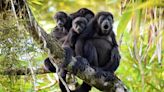 Mueren monos aulladores en Veracruz por golpe de calor