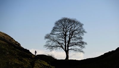 Acusado de tumbar un árbol famoso en Reino Unido se declara no culpable