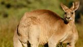 Kangaroo Suspected Of Killing Australian Man Blocked Paramedics From Reaching Him