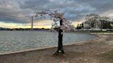 Fans say goodbye as beloved cherry tree 'Stumpy' set to be removed in late May