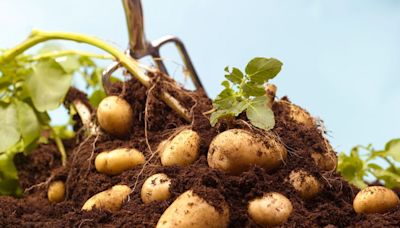 Chemicals used in food production 'as high a cancer risk as smoking'