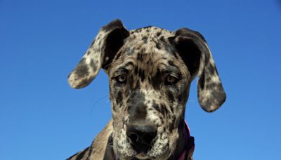 Great Dane Claims Human Brother as 'Her' Baby and It's Precious