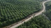 Sube la demanda de aceite de palma al encarecerse otros aceites por problemas de suministro