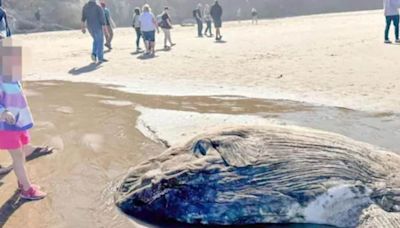 Strange Creature Spotted At USA’s Oregon Beach. Locals Mistake It For ‘Alien’ - News18