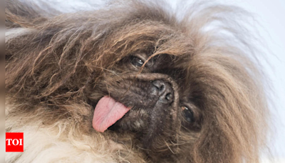 Meet Wild Thang: Winner of world's ugliest dog contest - Times of India